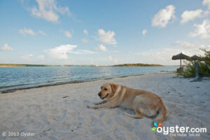 狗狗和人类一样喜欢在假期放松!