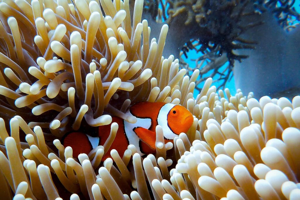 大堡礁，昆士兰，澳大利亚