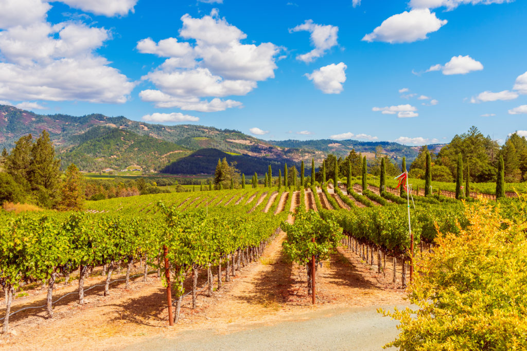 葡萄园在纳帕谷，加利福尼亚