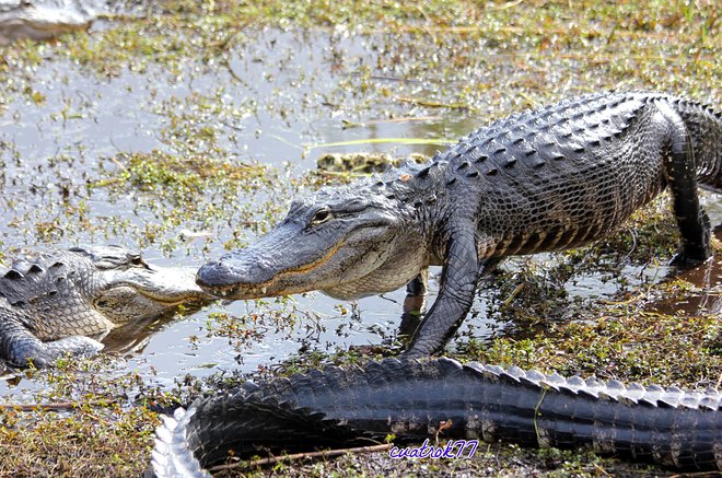 鳄鱼de Floride;Flickr cuatrok77 /