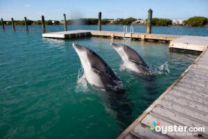 Dolphin Connection at Hawks Cay度假村，Duck Key/Oyster