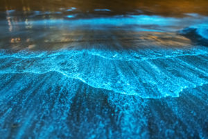 澳大利亚杰维斯湾的生物发光波