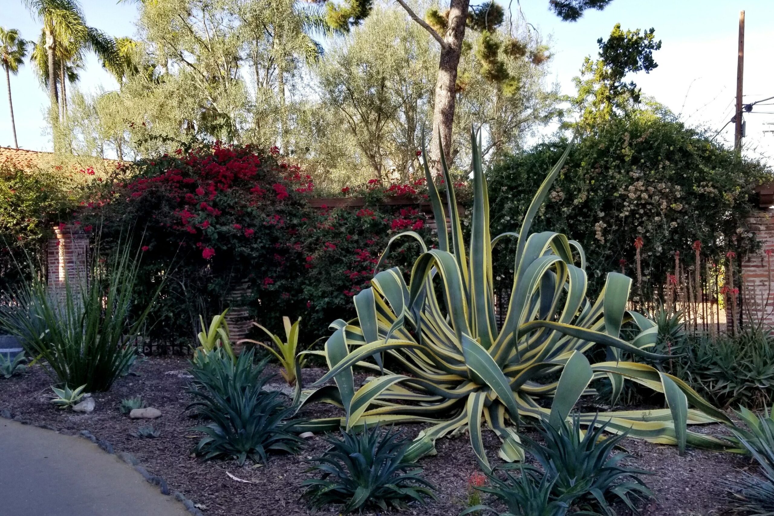 富勒顿植物园的植物阿纳海姆,加利福尼亚州